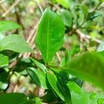 Chassalia perrieri Leaf