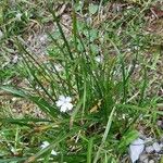 Heliosperma pusillum पत्ता