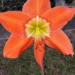 Hippeastrum striatum Blomst