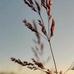 Agrostis stolonifera Flor