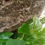 Peperomia pellucida 葉
