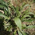 Plantago lanceolataFolla