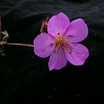 Geranium donianum Habitus