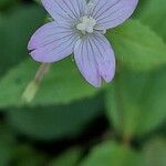 Epilobium montanum Žiedas