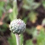 Tyrimnus leucographus Flower
