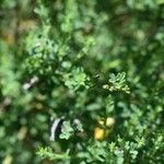 Adenocarpus telonensis 葉