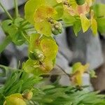 Euphorbia cyparissias Ffrwyth