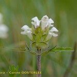Prunella laciniata Fula
