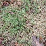 Festuca rubra 葉