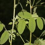 Indigofera trita Blatt