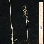 Pelexia obliqua Otro