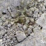 Ptychotis saxifraga Libunga