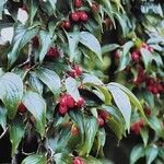 Cornus officinalis Fruto