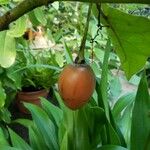 Solanum betaceum Fruit