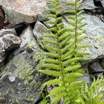 Dryopteris oreades पत्ता