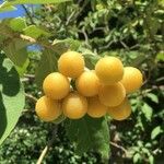 Solanum mauritianum Owoc