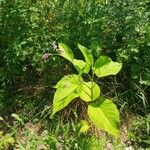 Persicaria orientalis 葉