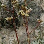 Saxifraga crustata 其他