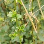 Salix triandra Leaf