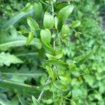 Asparagus asparagoides Leaf