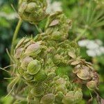 Heracleum sphondylium Fruit