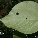 Acalypha macrostachya List