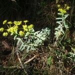 Euphorbia nicaeensis 整株植物