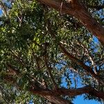 Eucalyptus botryoides Лист