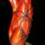 Costus pulverulentus Otro