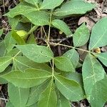 Carya pallida Leaf