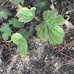 Anemone scabiosa Leaf