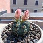 Gymnocalycium baldianum Leaf