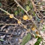 Celtis iguanaea Plod