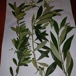 Olea europaea Yaprak