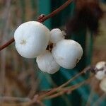 Symphoricarpos albus 果實