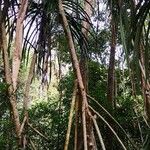 Pandanus urophyllus Yeri