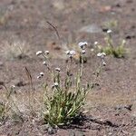 Cynoglossum borbonicum Habitatea