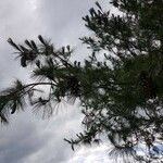 Pinus strobus List