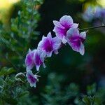 Dendrobium bigibbum Flower