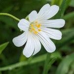 Dichodon viscidum Flower