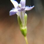 Solenopsis laurentia Flower