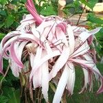 Crinum asiaticum Кветка