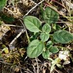 Helianthemum salicifolium Лист