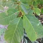 Bridelia ovata Hoja