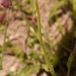 Nidorella podocephala