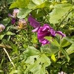 Malva arboreaÇiçek