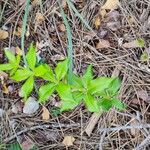Rubia peregrina Leaf