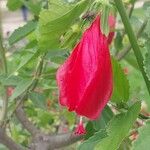 Malvaviscus arboreus Flower