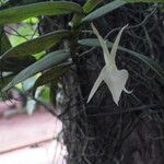 Angraecum angustipetalum Blüte