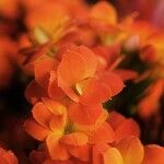 Begonia evansiana 花